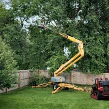 Forest Hill, TX Tree Care  Company