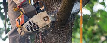 How Our Tree Care Process Works  in  Forest Hill, TX