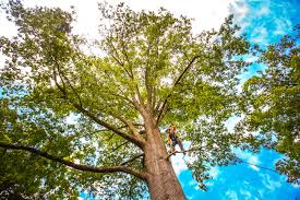 Best Utility Line Clearance  in Forest Hill, TX