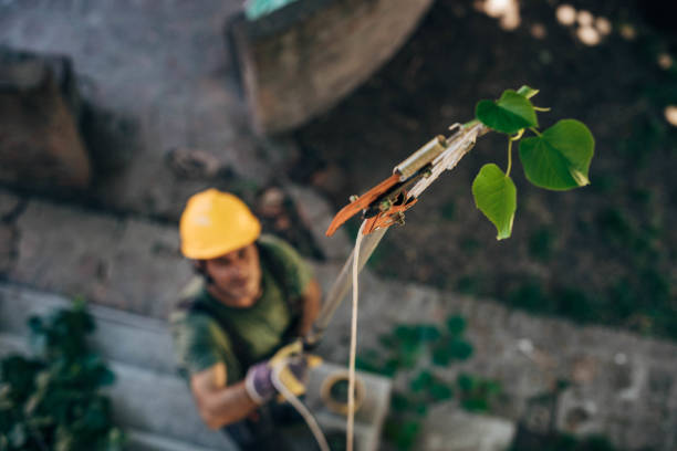 Lawn Watering Services in Forest Hill, TX